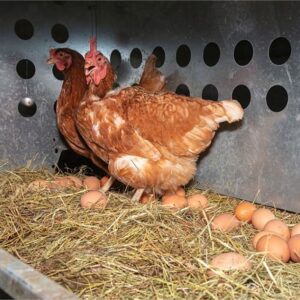 Fiompiana akoho mpanatody lava 🐔🥚