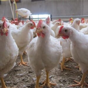 Fiompiana akoho fakàna nofo 🐔🍗