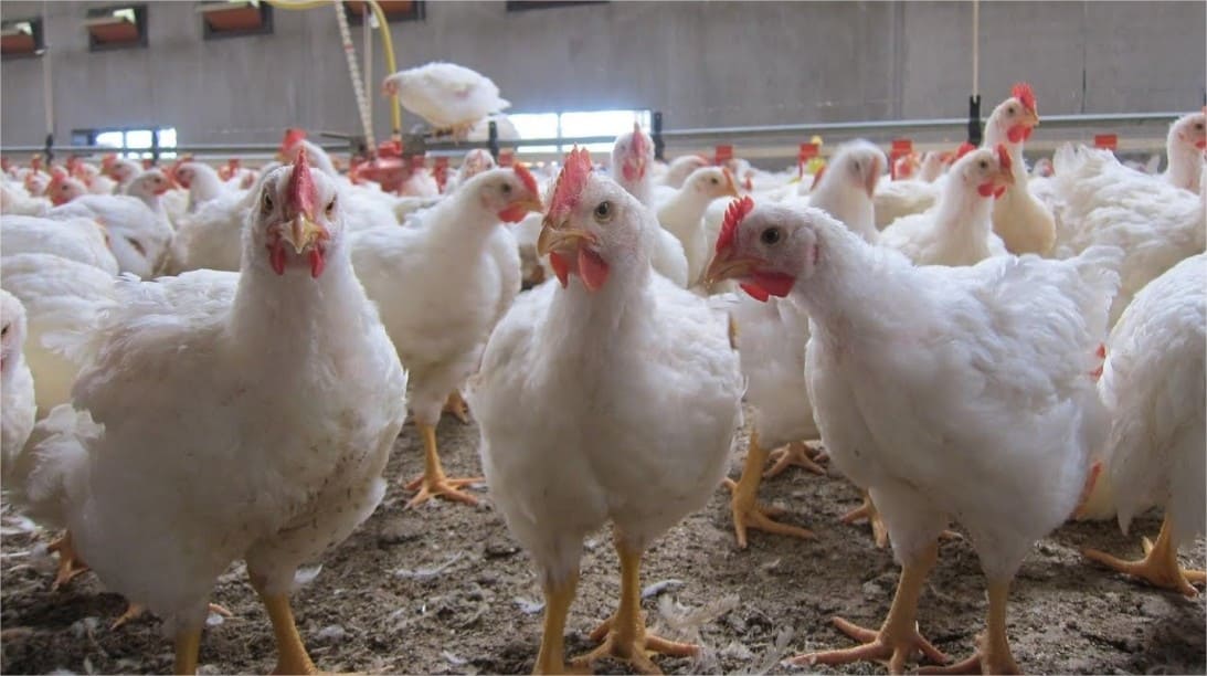 Fiompiana akoho fakàna nofo 🐔🍗