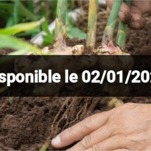 Fambolena sakamalao (gingembre)