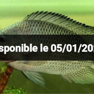 Fiompiana trondro 🐟 - Tilapia