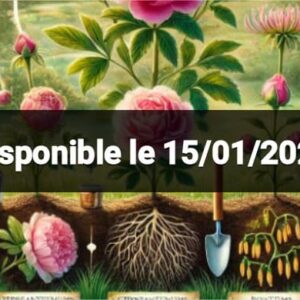 Fambolena voninkazo : LA PIVOINE, LA ROSE, Chrysanthèmes, Mistletoe