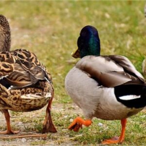 Fiompiana gana 🦆
