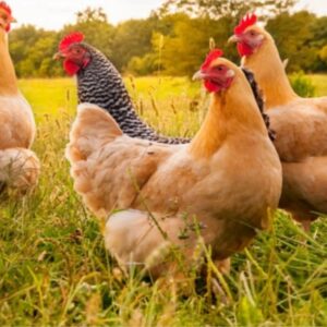 Fiompiana akoho hatavezina (poulets d'engraissement)