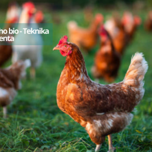 Fiompiana akoho bio - Teknika avolenta